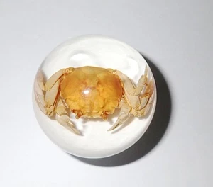 River Crab Specimen 50 mm Sphere Ball Vehicle Shift Knob on White Bottom - Picture 1 of 12