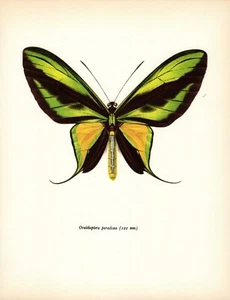 Vintage Butterfly Art Print Paradise Birdwing Butterfly Insect Print 6087-56 - Picture 1 of 1