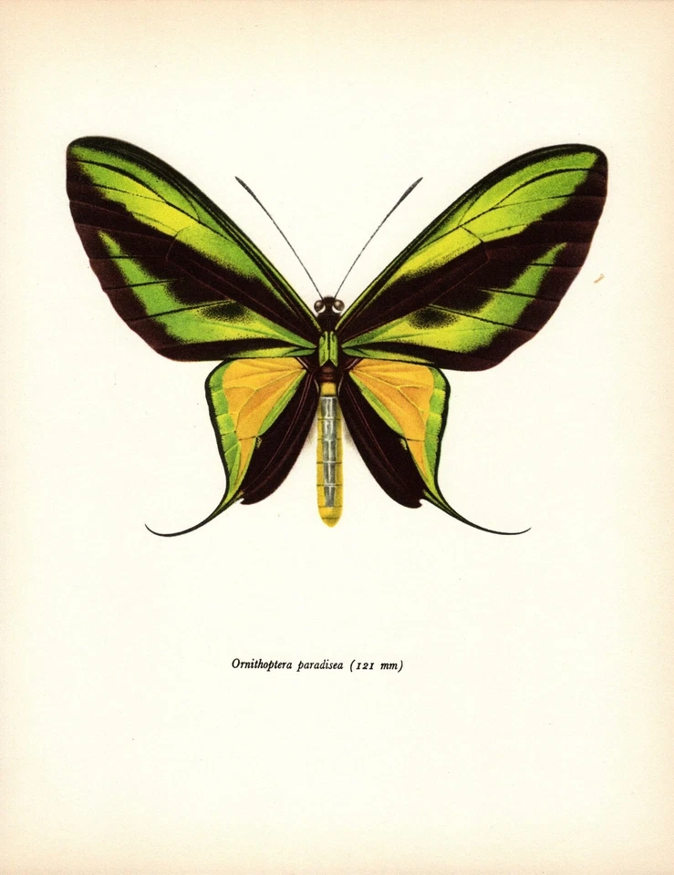 Vintage Butterfly Art Print Paradise Birdwing Butterfly Insect Print 6087-56 - Image 1 of 1