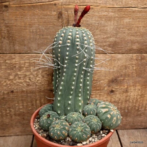 Maceta M83 MATUCANA MADISONIORUM MUY ANTIGUA 17-H23-W18 cm MaMa Cactus - Imagen 1 de 4