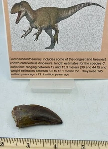 Tyrannosaurus T REX 2"" afrikanischer Carcharodontosaurus ECHT F0SSIL R28 - Bild 1 von 5