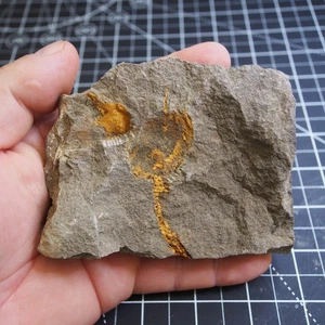 Echinoderma Dendrocystites sp. Fossil Morocco Ordovician - Picture 1 of 6