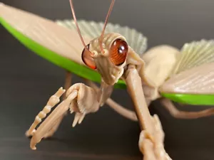 Encyclopedia of Creatures : MANTIS action figure brown #3 flat tummy miniature - Picture 1 of 10