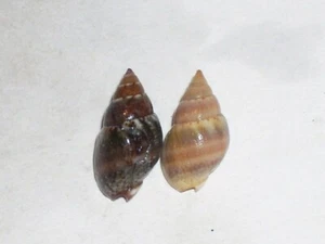 TRITIA CORNICULUM AWESOME SET OF COLOUR - Bild 1 von 2