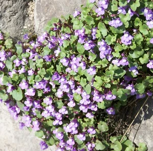 SAMEN Zimbelkraut tolle Pflanzen Duftwunder duftende Blumen naturnaher Garten - Bild 1 von 1