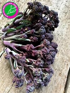 VIOLETTER SPROSSENBROKKOLI 🥦 50+ Samen♥️ Urbrokkoli Herbsternte lila Sprouting - Bild 1 von 15