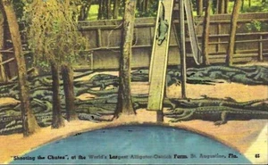 Postal - Granja de cocodrilos y avestruces de San Agustín, Florida - Sin usar - Imagen 1 de 2