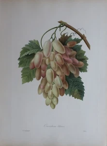 REDOUTÉ Cornichons Blancs - Vitis Vinifera - White Grapes - Picture 1 of 2