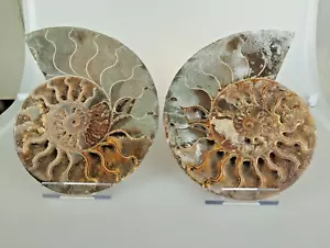 Ammonit Cleoniceras halbiert poliert 212mm Ammonit Fossil - Bild 1 von 8