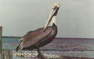 Postcard Florida "Pelican" Sanibel Island Photo by James B. Iltis, Sr. MINT - Picture 1 of 1