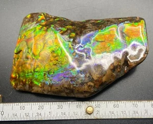 7 cm fossiler Ammolith mit verschiedenen Farben - Ammonit, Alberta, Kanada. - Bild 1 von 10
