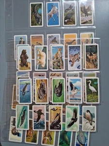 North American Wildlife In Danger. Red Rose Brookebond Canadian Issue 47/48 - Picture 1 of 15