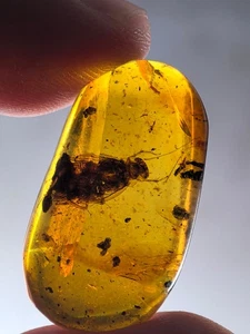 adult Cretaceous roach Burmite Myanmar Burmese Amber insect fossil dinosaur age - Picture 1 of 9