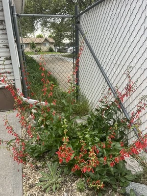 PE01: Semilla de petardo Penstemon ~ 500 ct ColdHardy flor silvestre Penstemon eatonii Foto 1 de 3