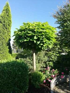 Catalpa bignonioides Nana, Kugel Trompetenbaum 200cm+ Stamm, Kugeltrompetenbaum - Bild 1 von 3