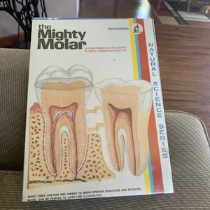 Vintage 1973 Lindberg The Mighty Molar anatomisch genaues Zahnset 1309 neu - Bild 1 von 2