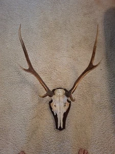 Hirsch Geweih - Bild 1 von 1