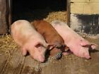 Photo 6x4 Three Not-So-Little Pigs Townland Green Three pigs, perfectly a c2010