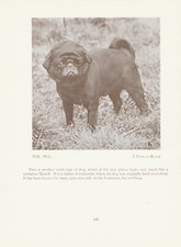 PUG SIX NAMED CHAMPION DOGS OLD ORIGINAL DOG PRINT FROM 1934