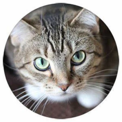 PET CAT FACE Photo Charm Black Leather Chain Cord Rope Silver Bracelet Women Men - Image 1 of 4