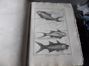 PANCKOUCKE ICHTCHYOLOGIE POISSONS GRAVURE ORIGINALE DE 1788 22 X 31 Cms - Foto 1 di 1