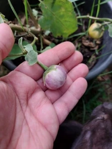Rana lavanda tailandesa berenjena - berenjena - 5+ semillas - semillas - So 111 - Imagen 1 de 1