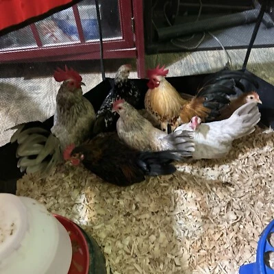 10 +2 Micro Kikiriki Serama Hatching Eggs 4H Projects Teacup chickens