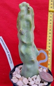 Cereus Schottii Inermis - “Totem Pole” - Well Rooted Rare Cactus- # 2 - Picture 1 of 8