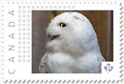 SNOWY OWL = BIRD OF PREY = Picture Postage Canada 2019 [p19-04s17 MNH