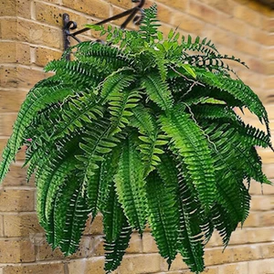 Lebensechter Farn, 88 Zweige, 2025 neue Farne, große Farne für Pflanzgefäße Neu - Bild 1 von 4