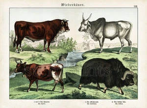 1886 SCHUBERT CHROMOLITHOGRAPH cattle, aurochs, muskox, humped zebu, cow - Picture 1 of 3