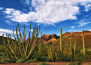 Pipa de órgano cactus - Planta del desierto de Sonora - Tarjeta de felicitación postal lenticular 3D - Imagen 1 de 1