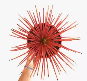 Agave stricta form rubra 6-8cm - - ** - Foto 1 di 4