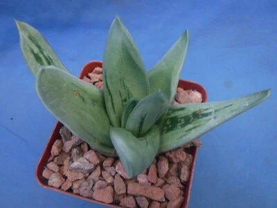 Gasteria Aloe Híbrido Gasteraloe "Hielo Verde" Suculento 3" Maceta Tamaño 3"-4" Ancho Foto 1 de 4