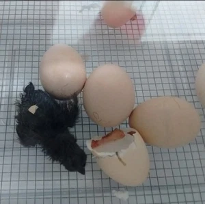 6 AYAM CEMANI + 6 Rhode Island Red Fertile HATCHING EGGS FREE SHIPPING!! - Picture 1 of 14