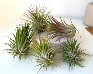 Air Plant, Tillandsia Ionantha Collection of 5 different named cultivars - Picture 1 of 3