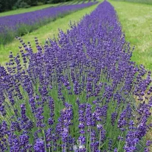 Lavandula angustifolia 50 PCS fresh seeds. Lavender seeds - Picture 1 of 7