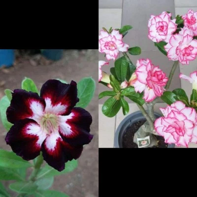 2 Rosa Del Desierto Adenium Obesum - Image 1 of 4