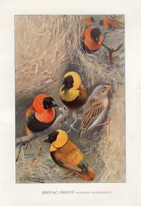 Impresión litográfica antigua de aves de obispo rojas con alas negras c1900 A.Brehm - Imagen 1 de 1