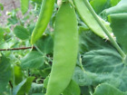 Pea Seeds “oregon Giant” (approx 50 Seeds) Popular Garden Vegetable….