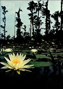 1973 Vintage Print White Water Lily Okefenokee Swamp Georgia Cypress Flower - Bild 1 von 3