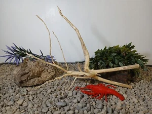Driftwood aquarium fish & reptiles 11x14" spiderwood root decor - Picture 1 of 7