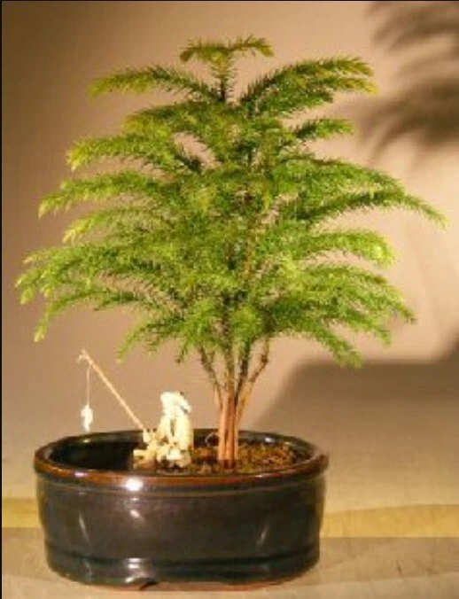 Norfolk Island Pine Bonsai Tree Land/Water Pot Indoor Araucaria Heterophila 8"H - Image 1 of 2