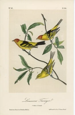Audubon Louisiana Tanager Pl 210 - Birds Of America Original Lockwood Edition - Image 1 of 3