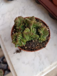 Crassula starburst planta suculenta de SOL Ø8 cms - Imagen 1 de 3