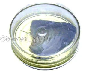 One Can of Wish Pearl Oyster & Natural Real Rice Freshwater Pearl Inside l525 - Picture 1 of 9