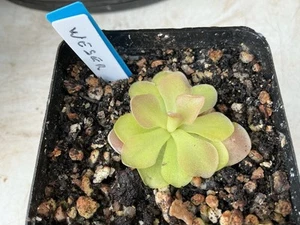 Pinguicula Weser - Picture 1 of 1