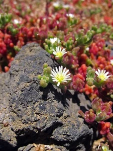 ICEPLANT 20 SEEDS MESEMBRYANTHEMUM CRYSTALLINUM EDIBLE FLOWERING NATIVE - Picture 1 of 5