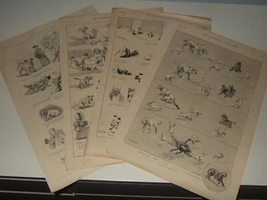 LOUIS WAIN. Dogs. 4 vintage prints. Good Condition. Illustrated London News - Picture 1 of 5