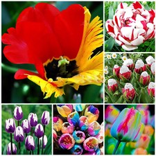Lots Rare Rainbow Tulip Flower Bulbs Seeds Yards Garden Perennials Spring Bloom
